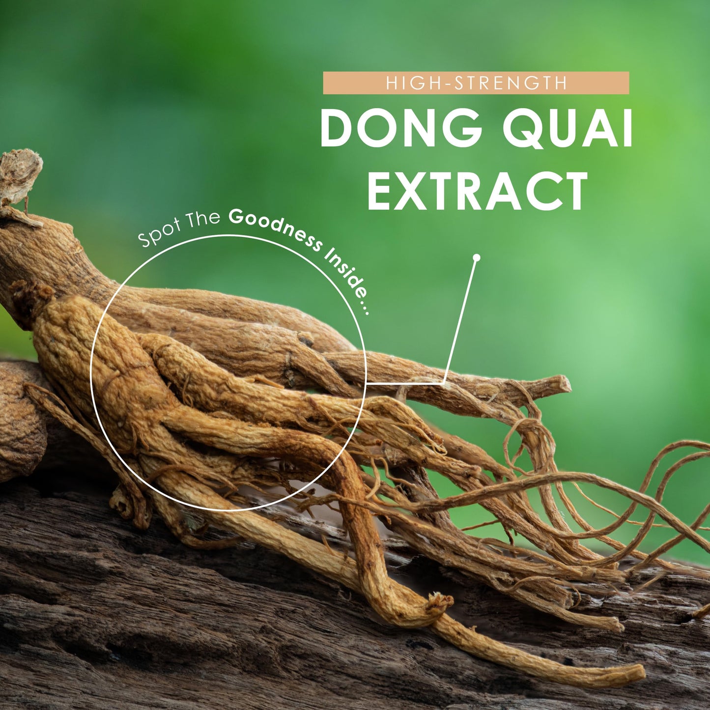 Dong Quai Extract 5000mg – High Strength 100:1 Angelica Sinensis Extract Supplement – 180 Vegan Tablets – Resealable and Recyclable Pouch by Alpha01