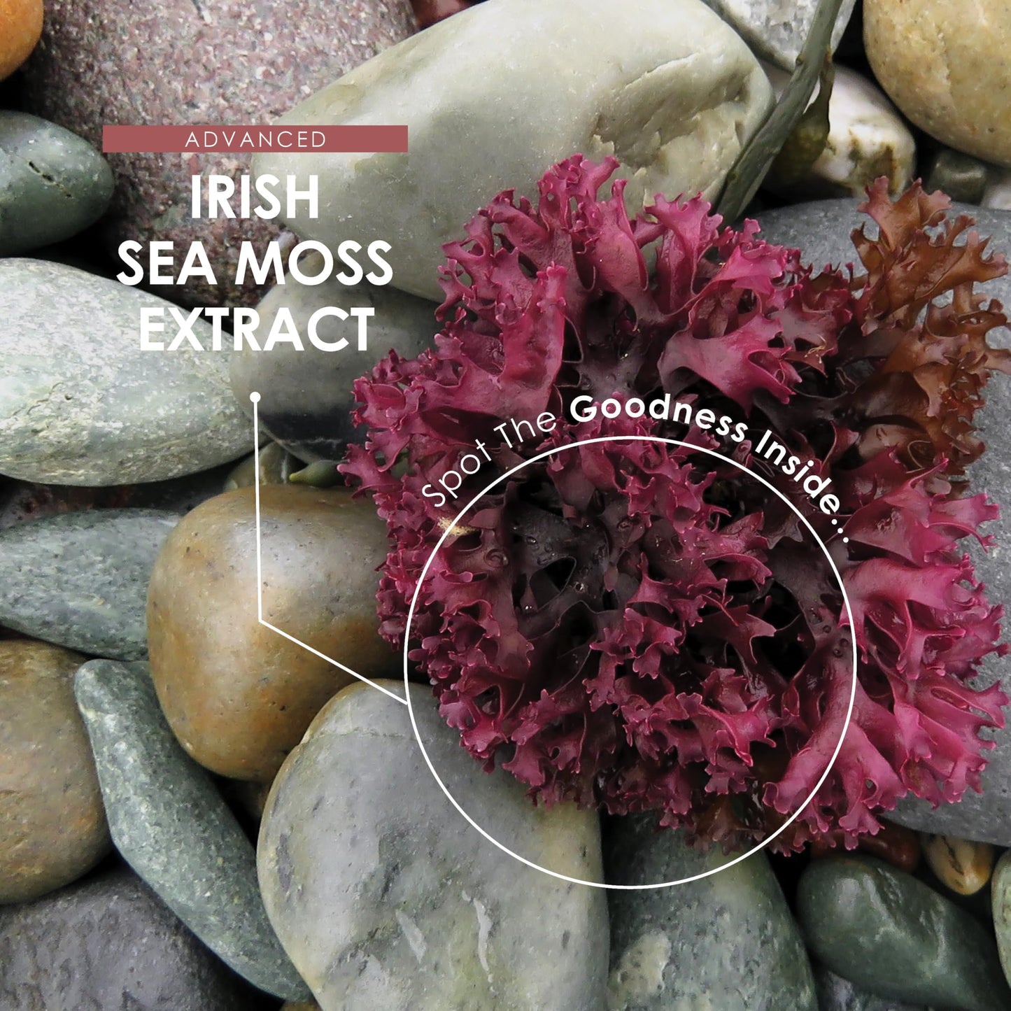 Irish Sea Moss Extract 5500mg - Rich in Trace Minerals High Strength 10:1 Extract - 90 Vegan Capsules (3 Month Supply) – by Alpha01®