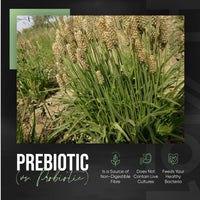 ALPHA01 Organic Psyllium Husk Fibre 600mg - 4 Months Supply - Natural Prebiotic Fibre Supplement from Raw Plantago Ovata Seeds - 120 Vegan Capsules