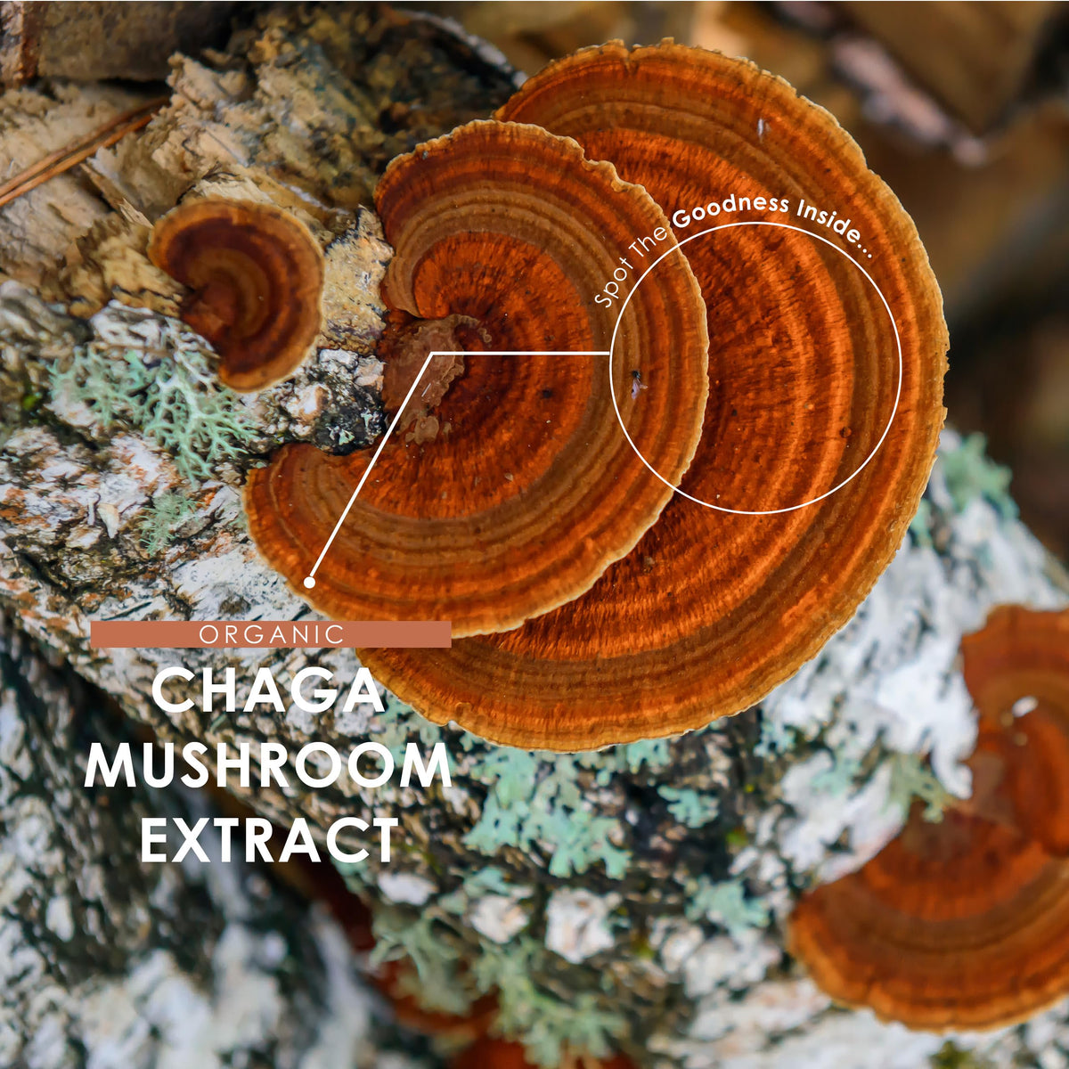 ALPHA01 Organic Chaga Mushroom Capsules 7500mg – 50% Polysaccharides (250mg) - 90 Vegan Capsules (3 Months Supply) Resealable and Recyclable Pouch - By Alpha01