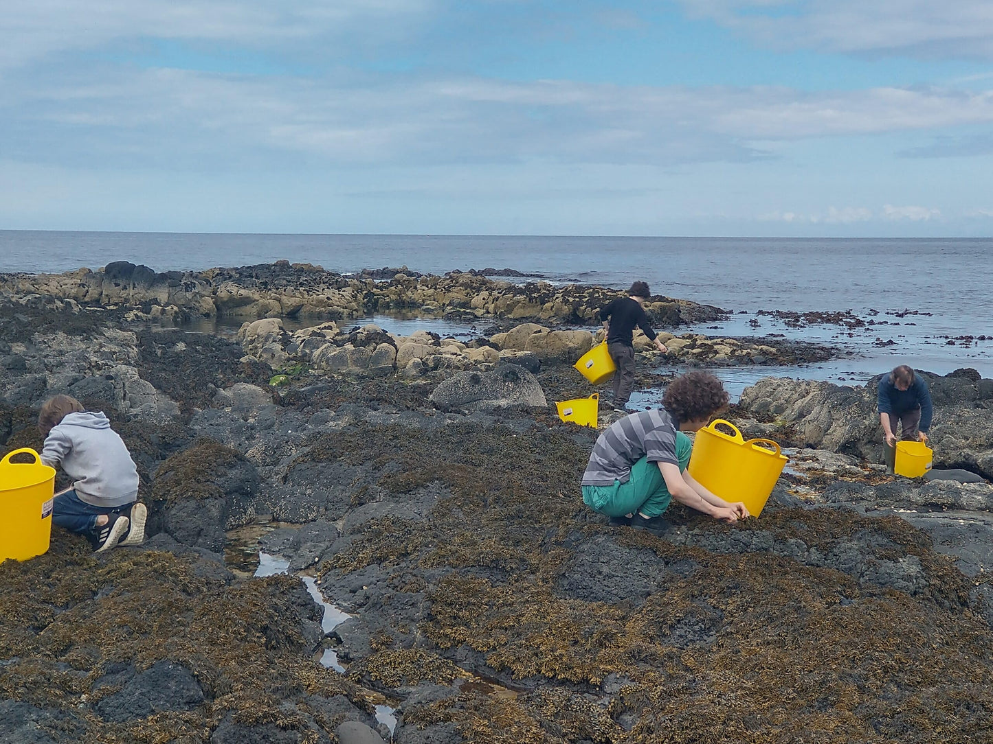 Irish Sea Moss Seaweed Capsules (chrondrus crispus) Certified Organic Harvested in The North Atlantic Coast of Ireland