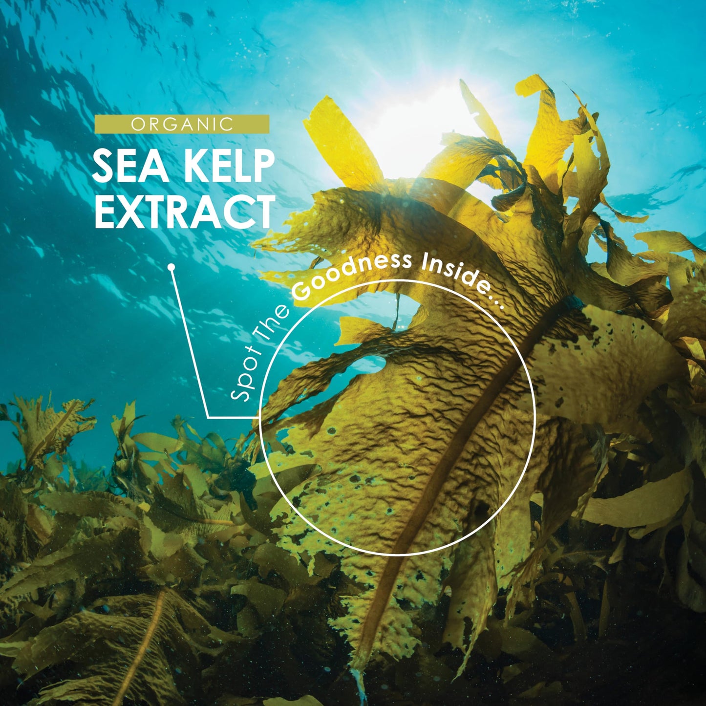 ALPHA01 Sea Kelp Extract 2520mg Tablets - 500μg Natural Iodine - 180 Vegan Tablets (6 Months Supply) - High Strength 30:1 Ascophyllum Nodosum Extract - Resealable and Recyclable Pouch by Alpha01