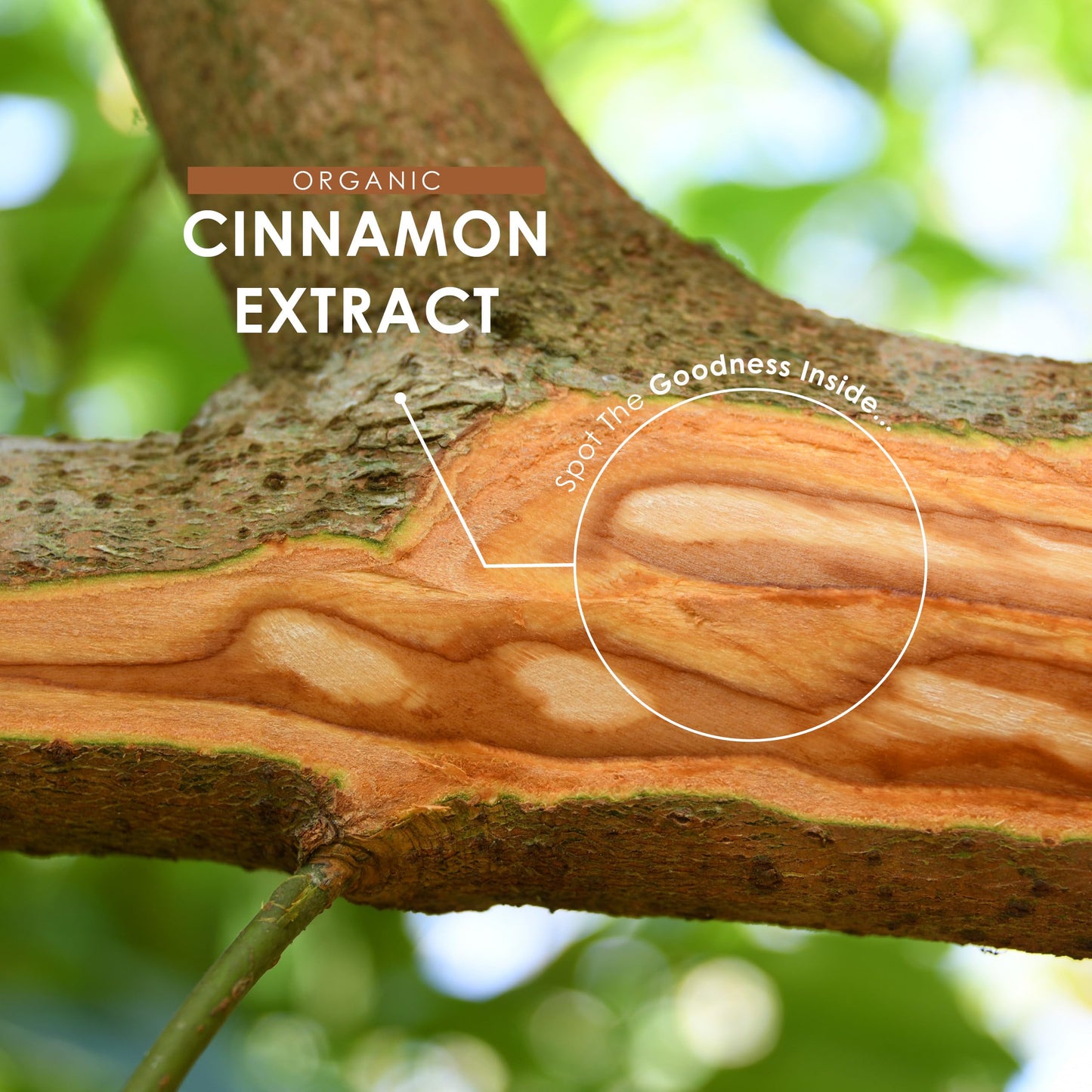 Organic Cinnamon Extract 7,500mg - 10% Polyphenols High Strength 15:1 Extract - 90 Vegan Capsules (3 Months Supply) - Resealable and Recyclable Pouch – by Alpha01