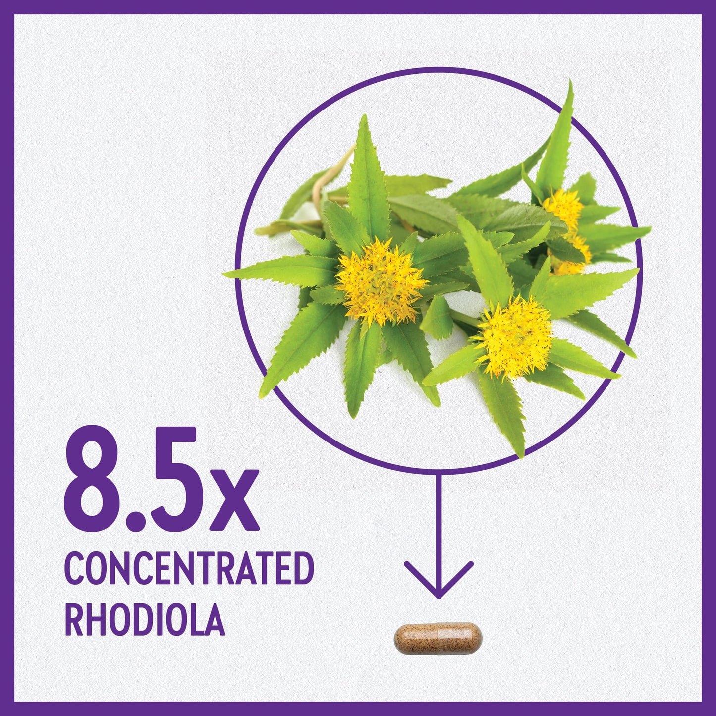 New Chapter Rhodiola Force 300mg with Potent Vegan Rhodiola for Mental Focus & Stamina, Endurance + Mood Support + Stress Adaptogen + Non-GMO Ingredients - 30 Count