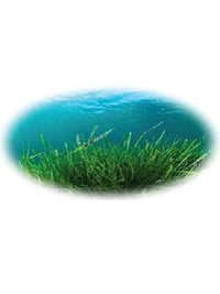 Generic Organic Spirulina 500mg – 60 Natural Vegan Capsules
