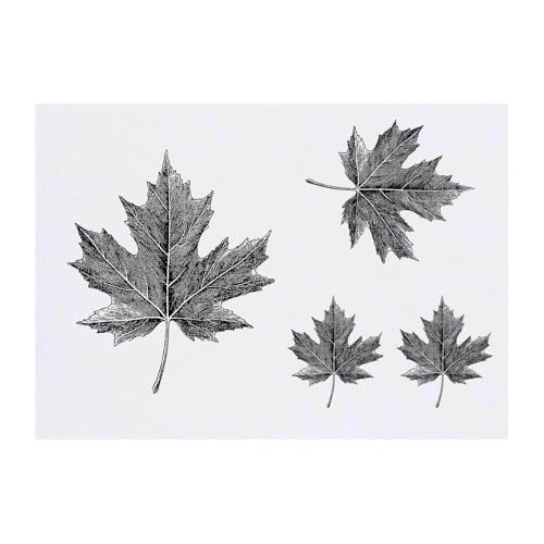 Azeeda 4 x 'Maple Leaf' Temporary Tattoos - Water Resistant, Skin-Safe, Non-Toxic Transfers, Mixed Sizes (TO00084570)