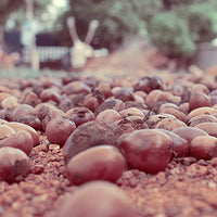 Naissance Organic Shea Butter (no. 306) 250g - Pure, Natural, Certified Organic, Unrefined, Hand Kneaded, Vegan and Fragrance Free