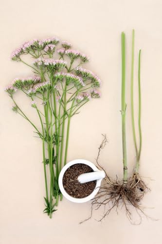 Herba Organica Valerian Root - Valeriana Officinalis L - Herbal Tea (50g)