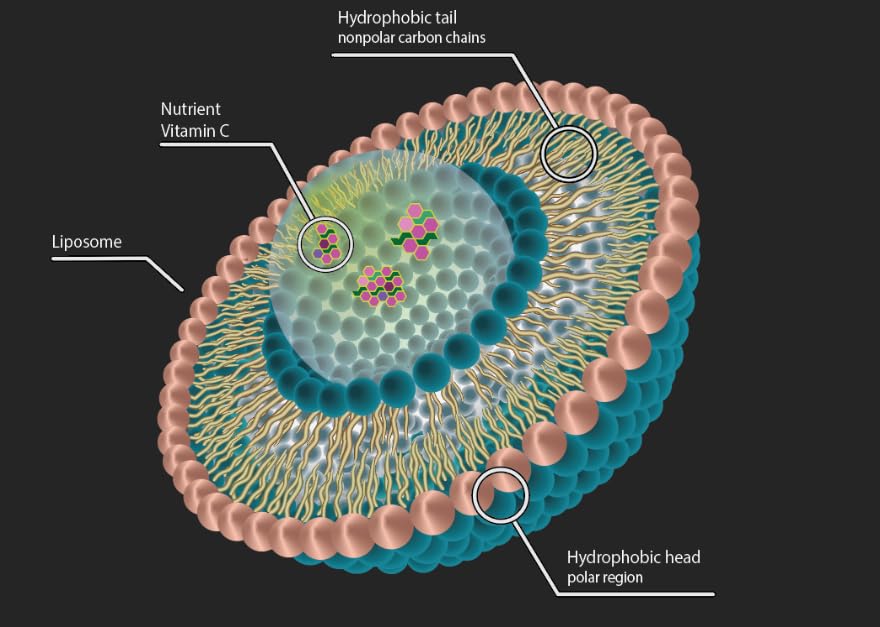 Verity Labs Premium Liposomal Vitamin C Liquid 1000mg | Maximum Absorption - High Bioavailability | No Additives or Fillers | Blood Orange Flavour | Immunity Support