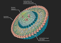 Verity Labs Premium Liposomal Vitamin C Liquid 1000mg | Maximum Absorption - High Bioavailability | No Additives or Fillers | Blood Orange Flavour | Immunity Support