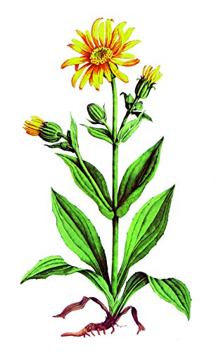 Arnica Massage Cream 100ml - for Stiff, Aching Muscles and bruising