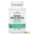 BANDINI Bandini® Fucus Kelp Algae (Seaweed Natural Iodine) – 365 Tablets (1-Year Supply) – High Strength, Vegan – Brown Titrated to 0.1% Iodine – Stimulates Energy Metabolism (Unflavoured)