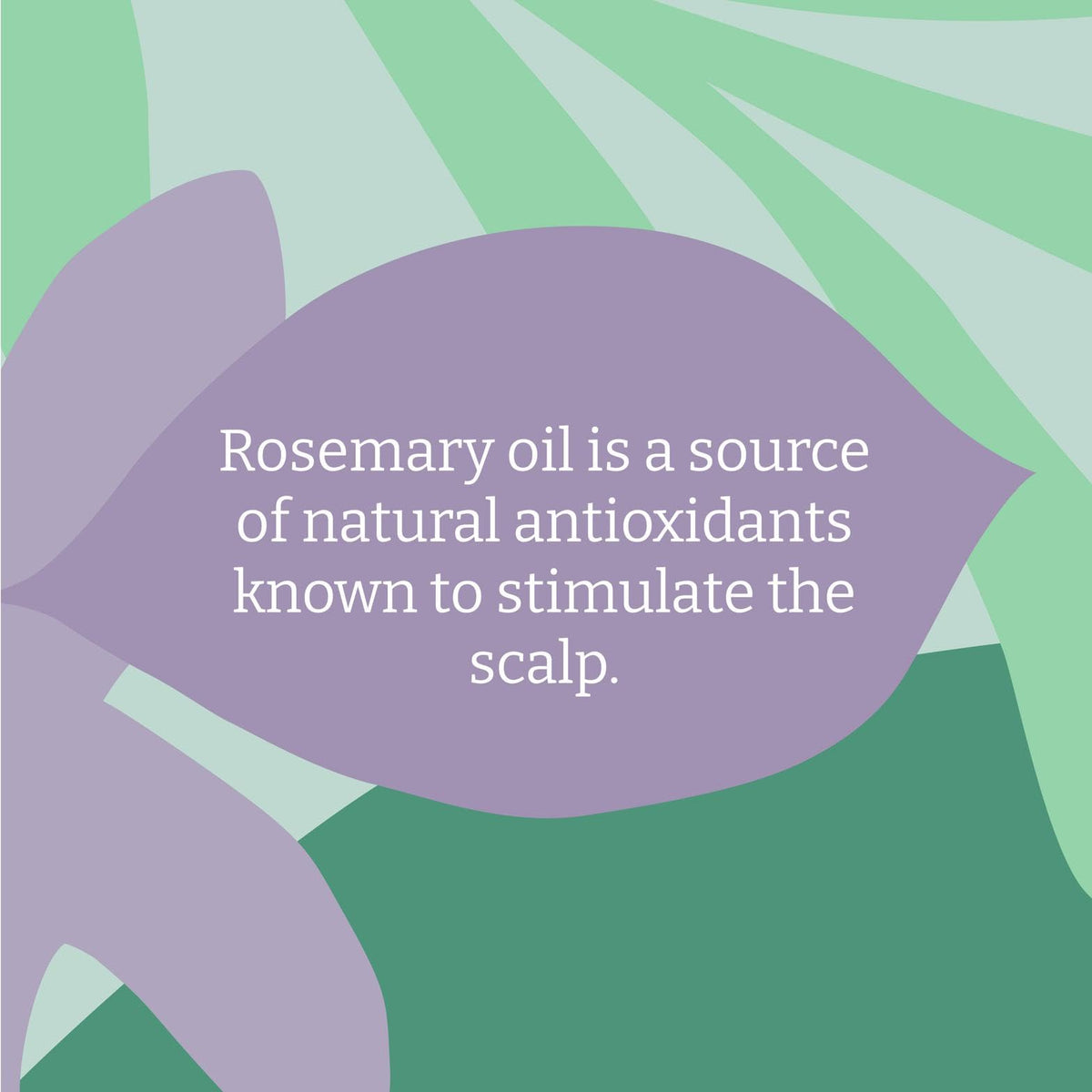 FAITH IN NATURE Faith In Nature Natural Rosemary Shampoo, Stimulating for Normal Hair & Scalp, Vegan & Cruelty Free, No SLS, Silciones or Parabens, 400ml