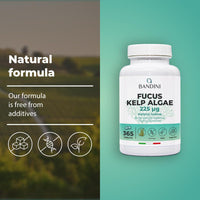 BANDINI Bandini® Fucus Kelp Algae (Seaweed Natural Iodine) – 365 Tablets (1-Year Supply) – High Strength, Vegan – Brown Titrated to 0.1% Iodine – Stimulates Energy Metabolism (Unflavoured)