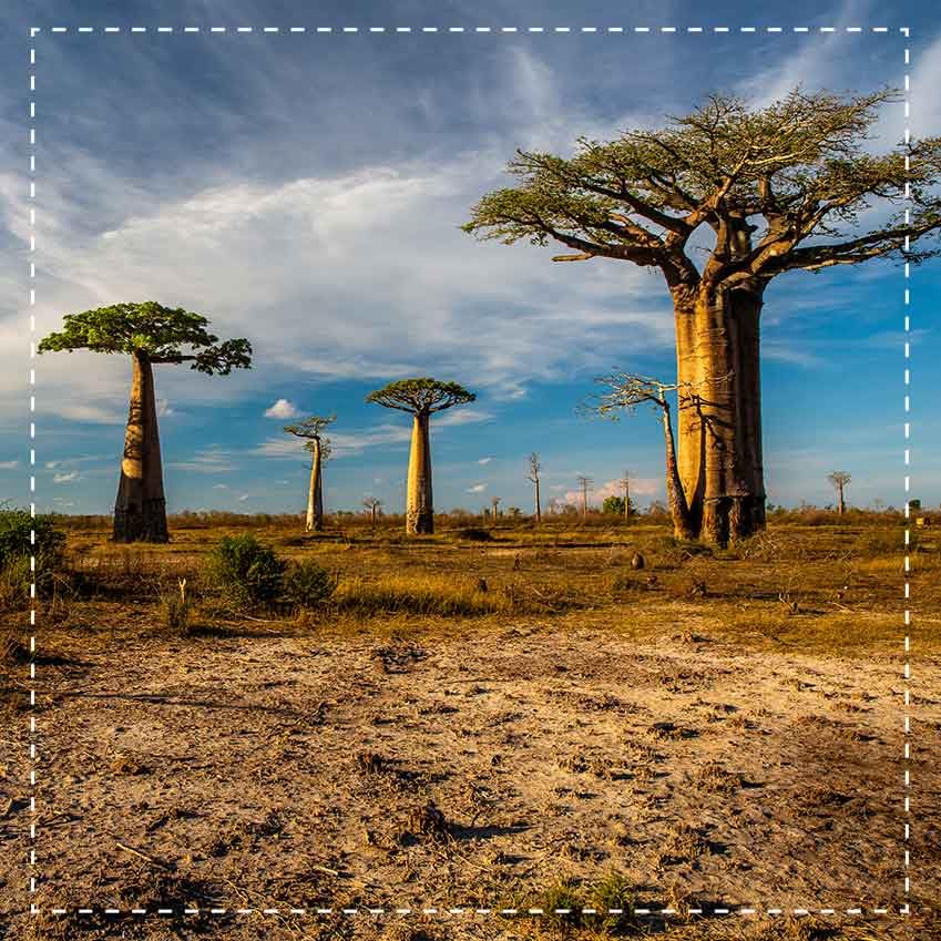 Biotiva Baobab Powder Organic 250g - Biobaobab in Premium Organic Quality - Adansonia - Vegan - Packed in Germany (DE-ECO-005)