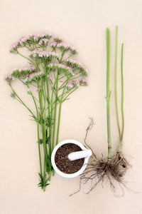 Herba Organica Valerian Root - Valeriana Officinalis L - Herbal Tea (100g)