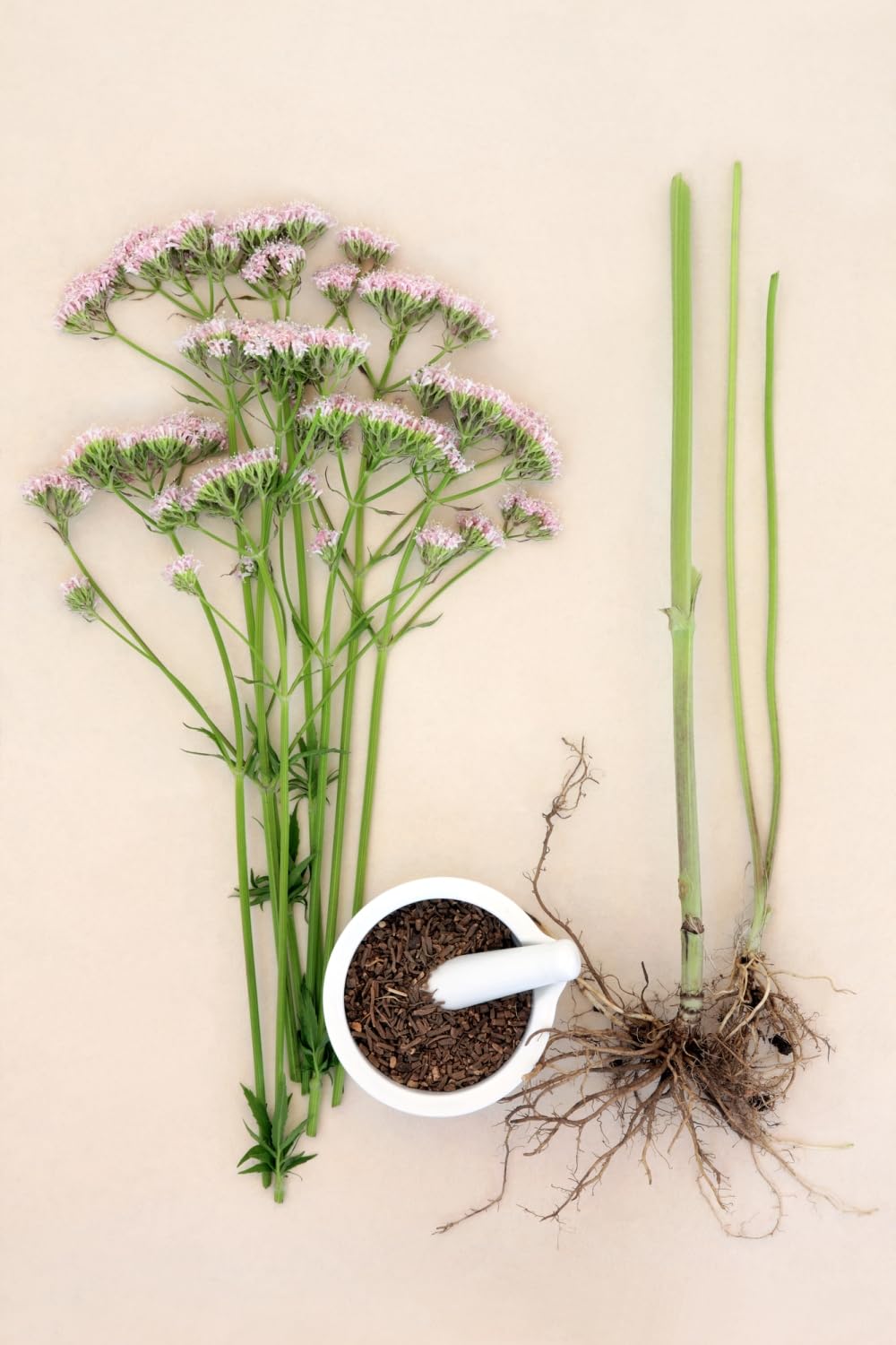Herba Organica Valerian Root - Valeriana Officinalis L - Herbal Tea (50g)