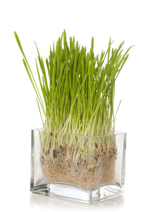 Health Embassy Barley Grass Powder (Hordeum vulgare L) (100g)