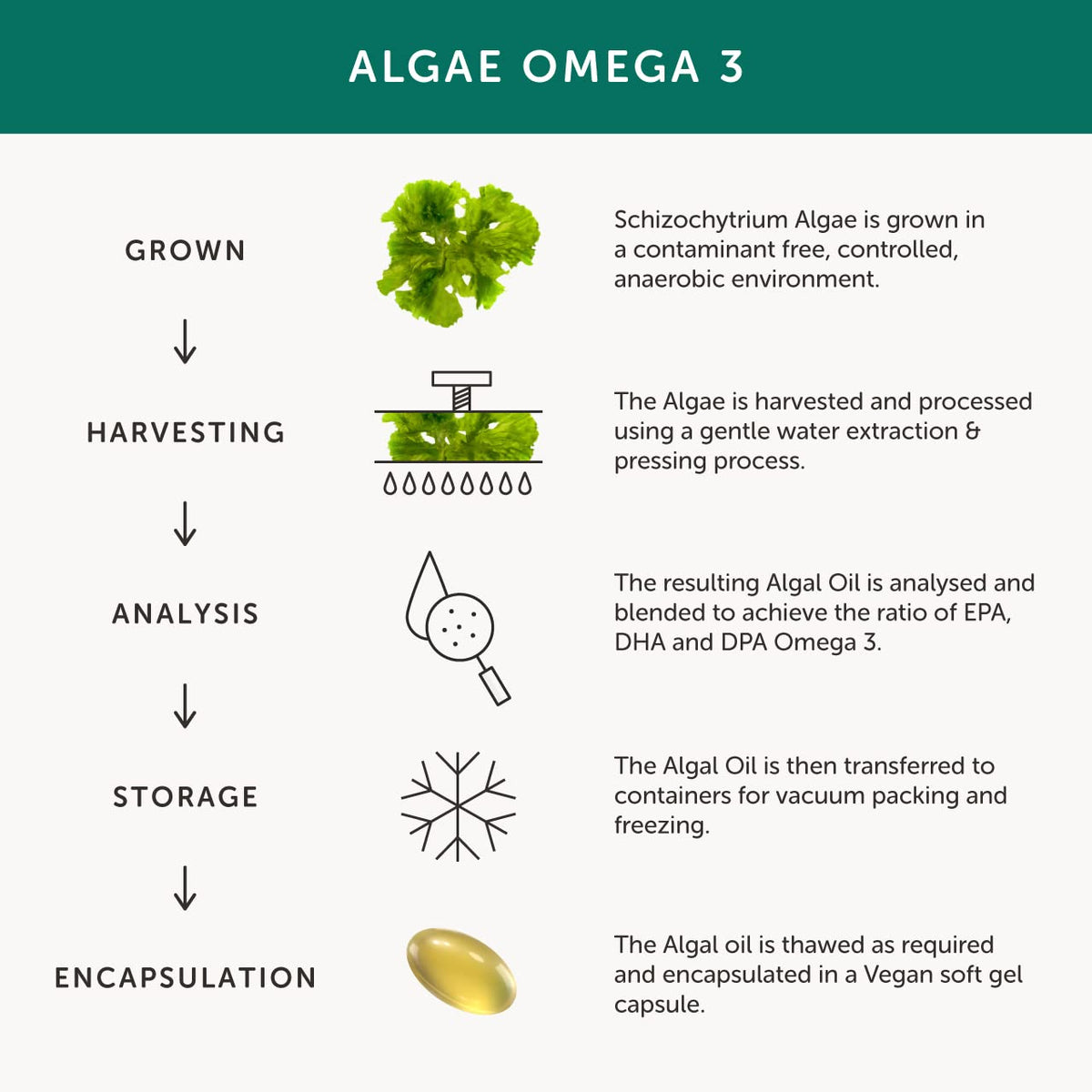 Algae Omega 3 – Together Health – Pure Algae Omega 3 – Unique Plant Source of DHA & EPA – Vegan Friendly - Made in The UK – Pack of 2-60 Softgels