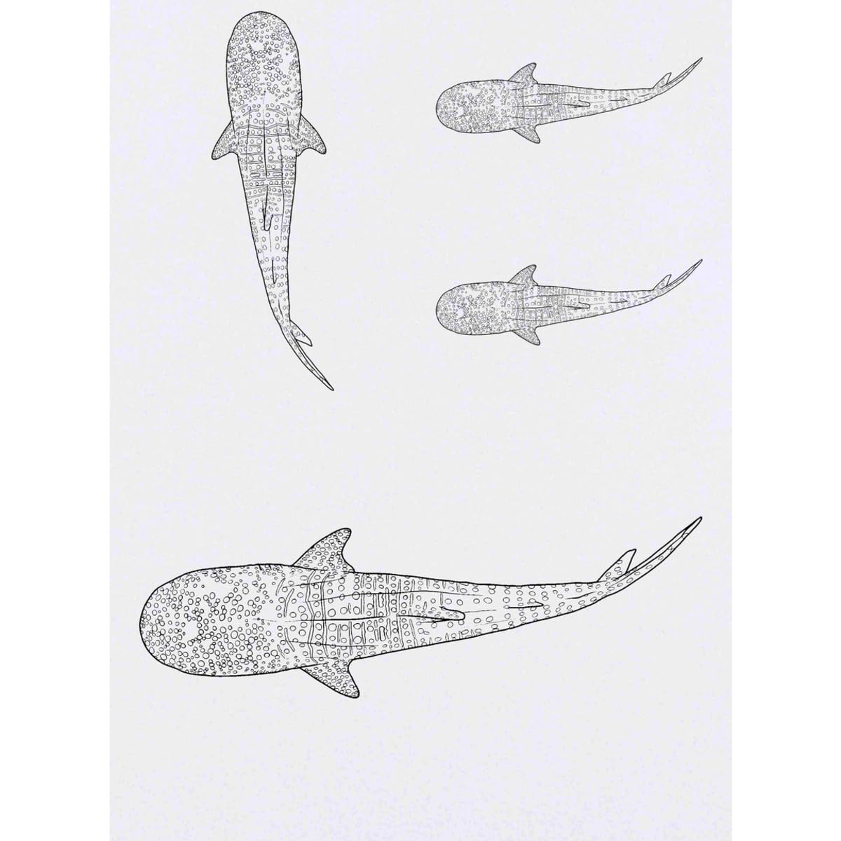 Azeeda 4 x 'Whale Shark' Temporary Tattoos - Water Resistant, Skin-Safe, Non-Toxic Transfers, Mixed Sizes (TO00071806)