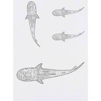 Azeeda 4 x 'Whale Shark' Temporary Tattoos - Water Resistant, Skin-Safe, Non-Toxic Transfers, Mixed Sizes (TO00071806)
