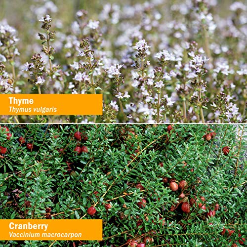 Herb Pharm Gum Guardian Herbal Mouthwash for Healthy Mouth and Gums - 4 Ounce