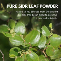 Hebhac Herbs Sidr Powder 227g | 100% Natural | Ideal for Skincare & Haircare | Nourishing hair and skin | Pure and fresh | Versatile Beauty Ingredient