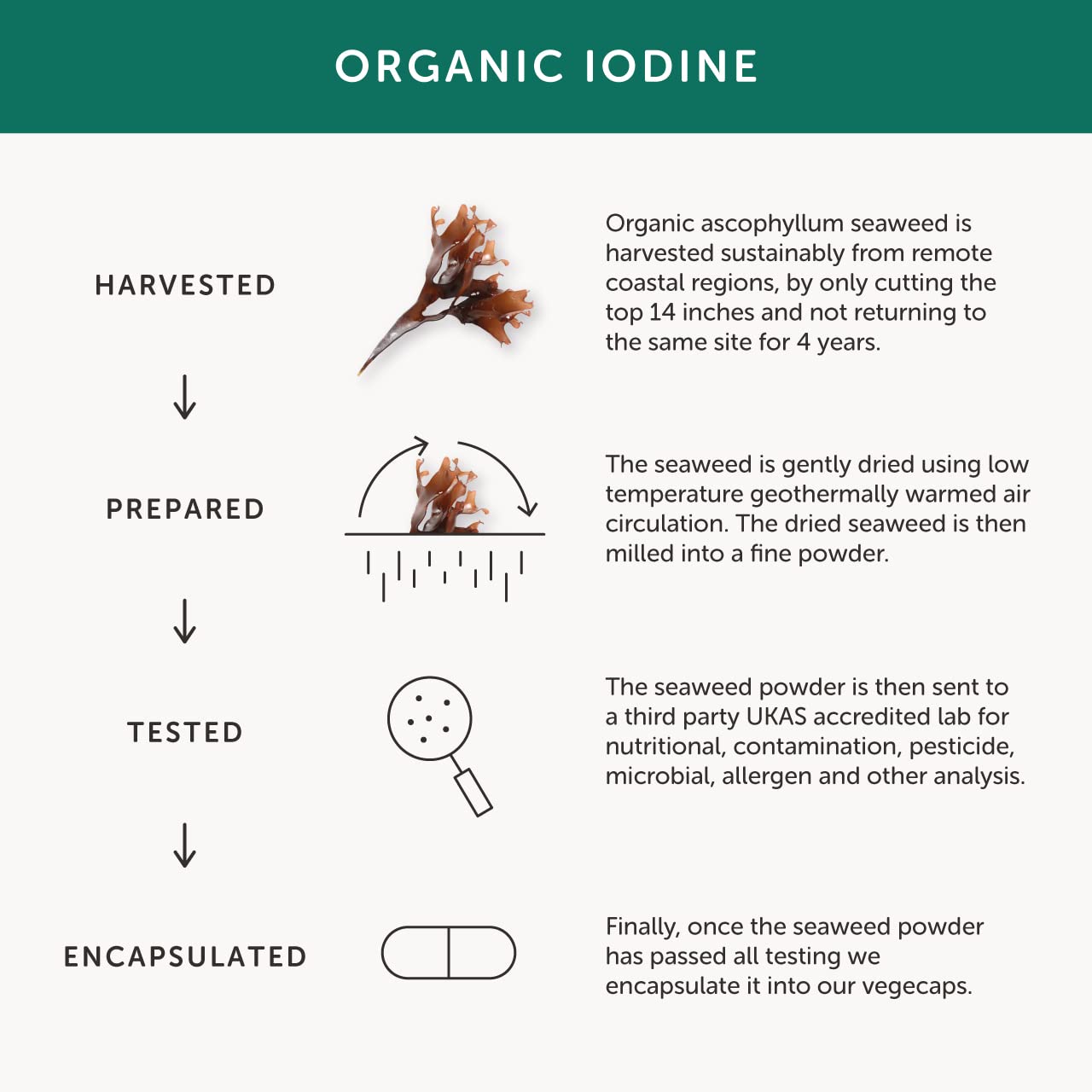 Organic Seaweed Iodine Supplement – Together Health – from Organic Seaweed – Natural Source of Iodine – Vegan Friendly – Made in The UK – Pack of 4-120 Vegecaps