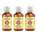 Deve Herbes Pure Macadamia Oil (Macadamia ternifolia) Non-Sticky | Non-Greasy | For Skin, Hair, Massage & DIY Use 100ml X 3