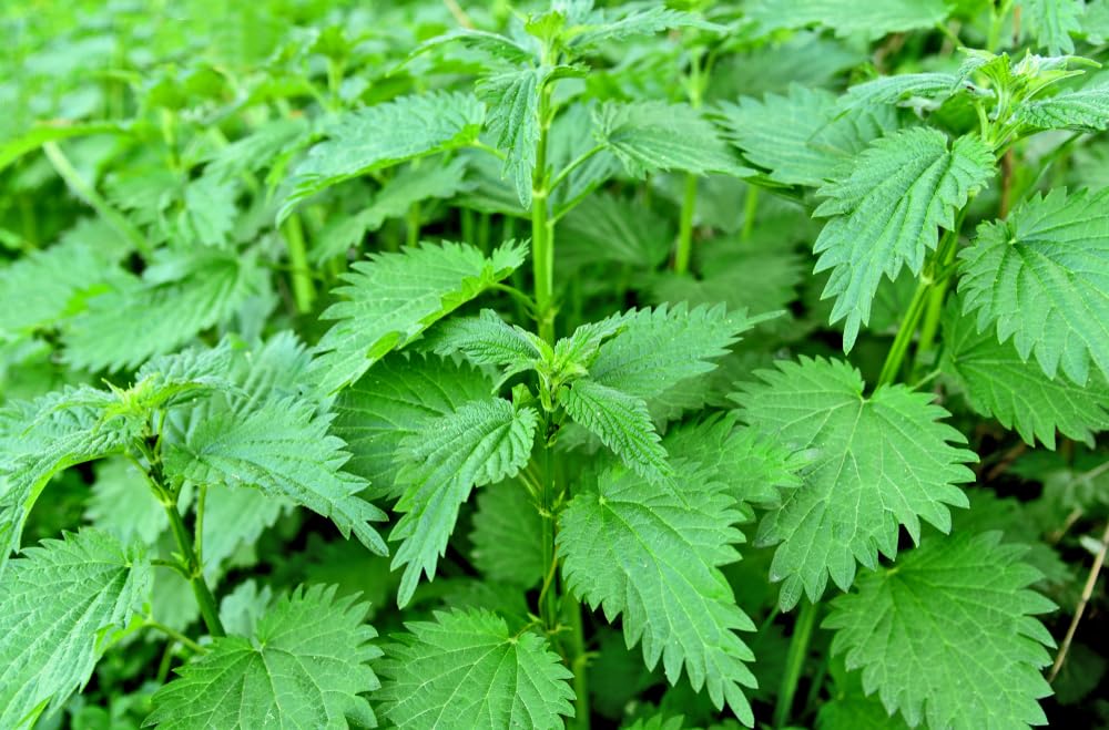 Lowhill Valley Stinging Nettle Root - Urtica dioica for Natural Wellness – Handpicked– No Additives or Preservatives – Organically Grown – 100% Pure – 50g