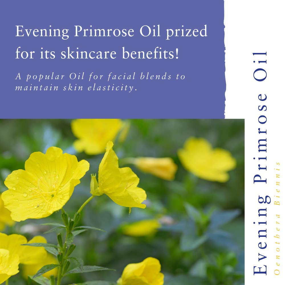 Absolute Aromas Evening Primrose (Oenothera Biennis) Oil 50ml - Pure, Natural, Cold-Pressed, GMO-Free Vegan and Cruelty Free – Moisturising Carrier Oil for Body and Facial Massage.