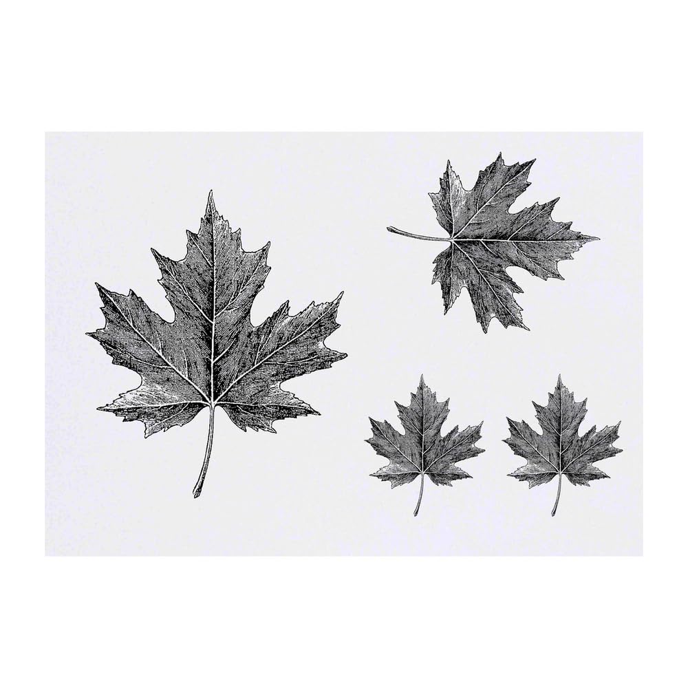 Azeeda 4 x 'Maple Leaf' Temporary Tattoos - Water Resistant, Skin-Safe, Non-Toxic Transfers, Mixed Sizes (TO00084570)