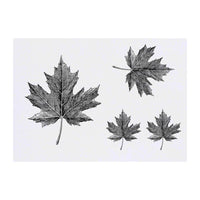 Azeeda 4 x 'Maple Leaf' Temporary Tattoos - Water Resistant, Skin-Safe, Non-Toxic Transfers, Mixed Sizes (TO00084570)