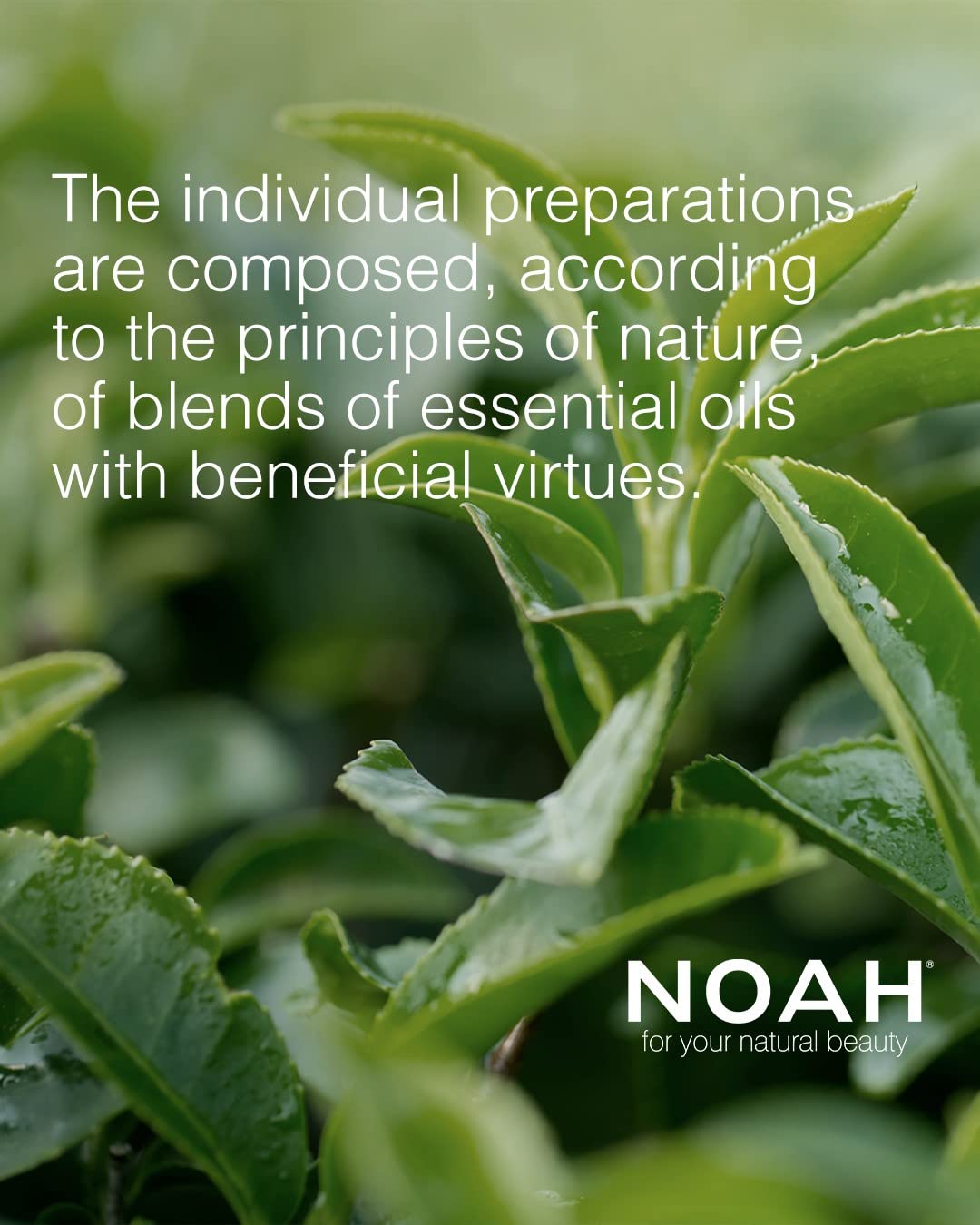 Noah NOAH Natural 1.15 Fortifying Hair Treatment Vials Serum for Weak Hair with Black Pepper & Peppermint, 8 Vials x 5ml
