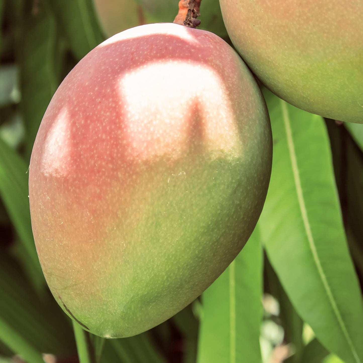 Naissance Refined Mango Butter (No. 304) - 500g - Moisturising and Nourishing - for Aromatherapy, Skincare, Haircare, Massage and DIY Beauty Recipes