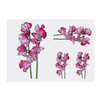 Azeeda 4 x 'Pink Sweetpea Flowers' Temporary Tattoos - Water Resistant, Skin-Safe, Non-Toxic Transfers, Mixed Sizes (TO00059124)
