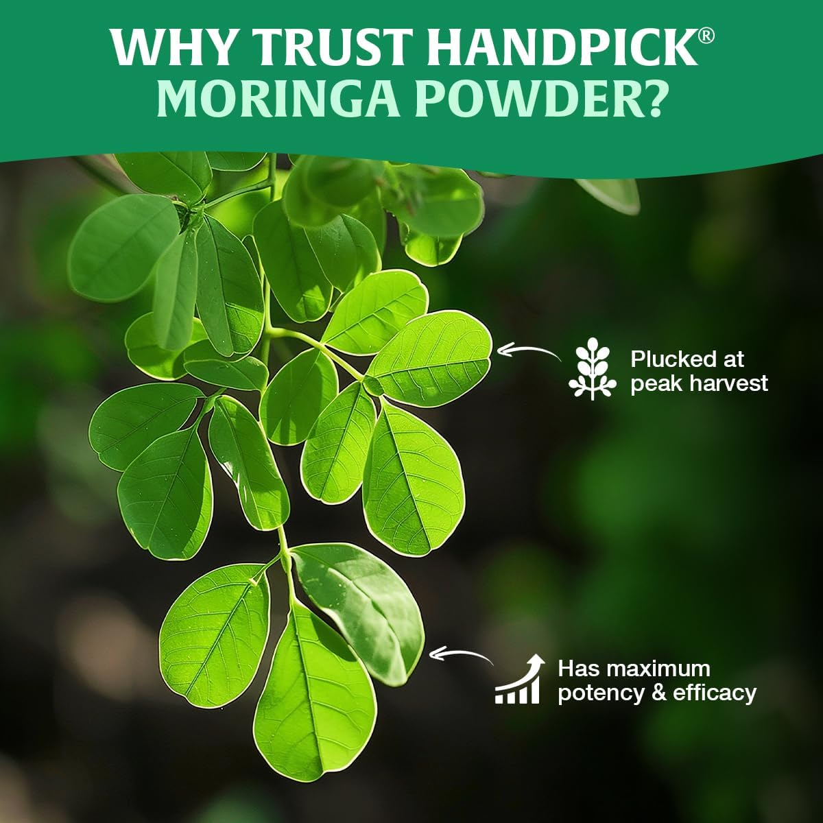 HANDPICK, Moringa Powder (500g/17.6oz) Pure Moringa Oleifera/Moringa Leaves | Resealable Zip Lock Pouch | Perfect for Cooking, Smoothies, Lattes & Moringa Tea