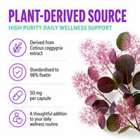 Hepatica Fisetin 50mg | 5,000mg Equivalent | 100:1 Smoketree (Cotinus Coggygria) Extract Standardised to 98% Fisetin | 60 Vegan Capsules | 3rd Party Lab Tested