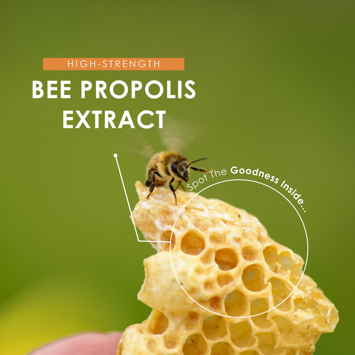 ALPHA01 Bee Propolis Extract 4800mg – Standardised 108mg Flavonoids – 180 Vegan Capsules – High Strength Propolis Supplement - Resealable and Recyclable Pouch by Alpha01