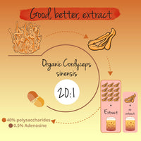 Vegavero Cordyceps Sinensis Organic 13,000 mg | Mushroom Extract 20:1 | 40% Polysaccharides and 0.5% Adenosin | NO Additives | Lab-Tested | Vegan