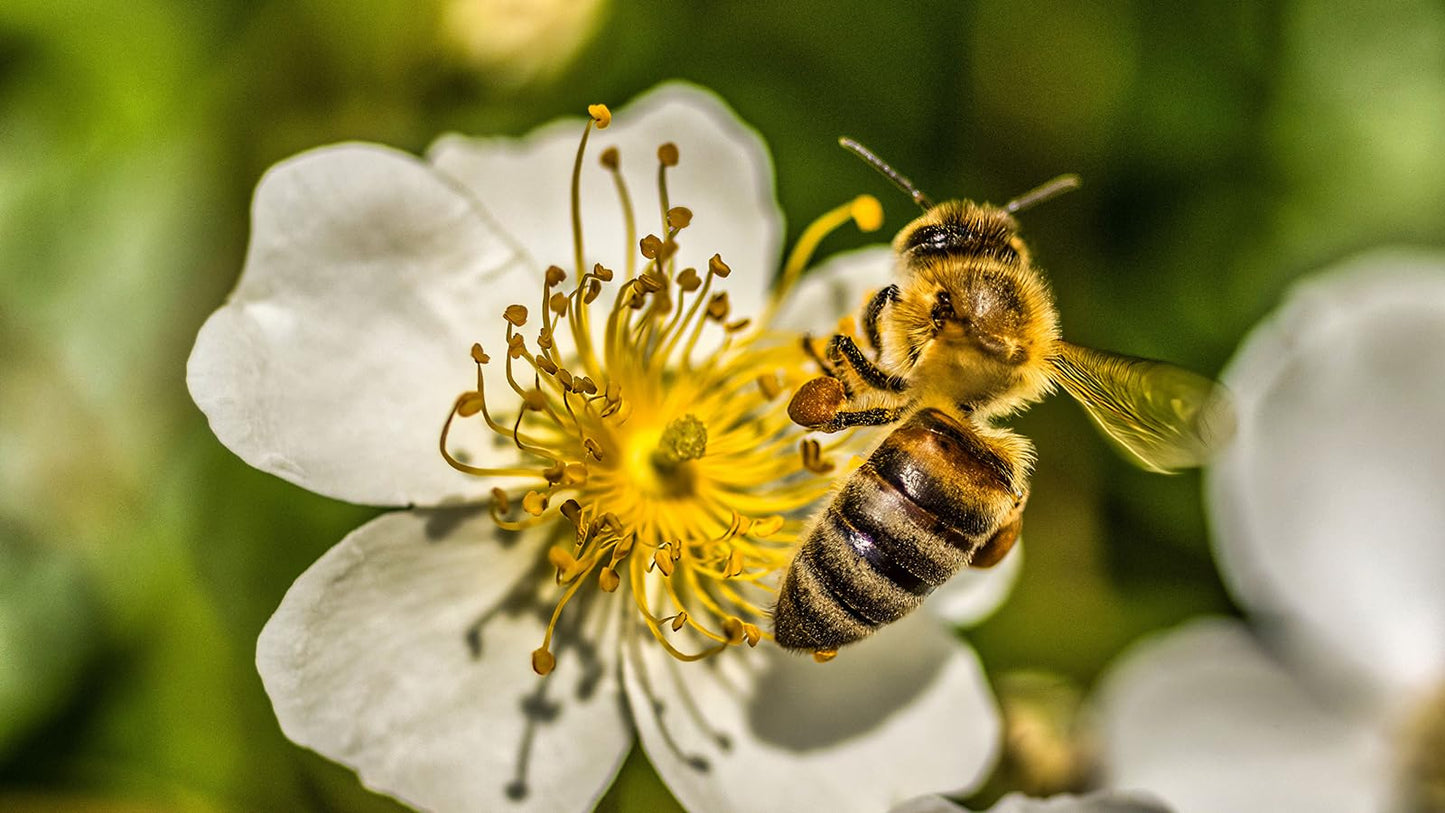 Raw Farm Organic Natural Fresh Raw Farm - Organic Bee Pollen Powder, Extra fine, Unheated, Pure and Fresh 500 g
