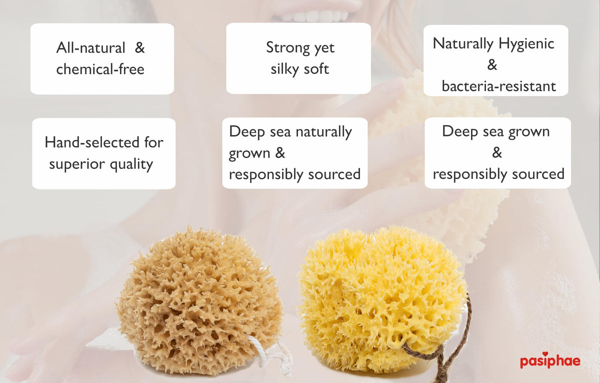 pasiphae natural skin care & sea sponges Pasiphae Natural Soft Loofah Yellow Sea Sponge,Honeycomb Body Sponge on a Rope for Bath & Shower -100% Natural, Organic,-Men,Women,Adults, Exfoliating,Eco Gift Carton (Pack of 1-Size L - 12,5-14,5cm)