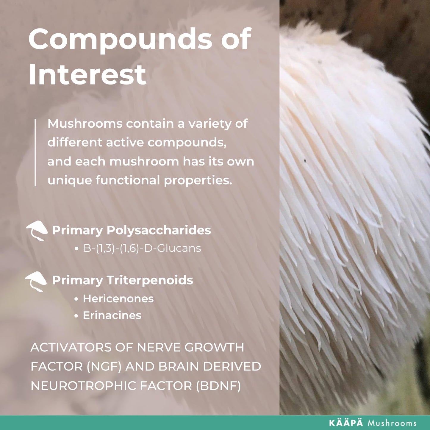 KAAPA Mushrooms KAAPA MUSHROOMS - Lion's Mane Mushroom Extract Tincture - Potent Ultrasonic Extraction | High Potency Lions Mane Supplement for Cognitive Function, Brain & Memory | Grown in Finland - 50ml