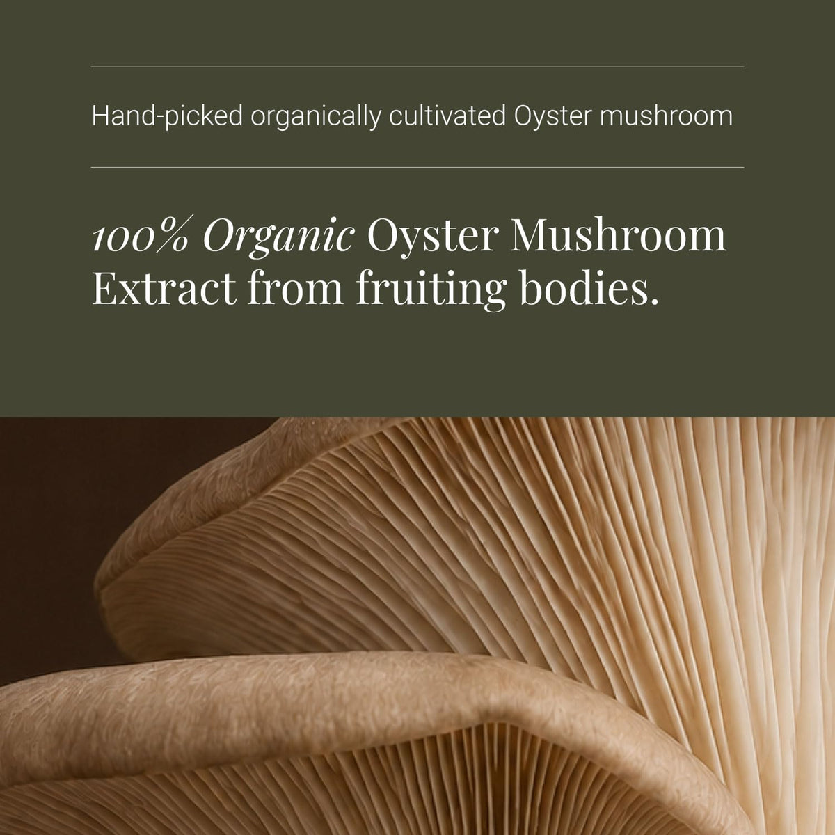 KIKI HEALTH KIKI Health Organic Oyster Extract Mushroom | Standardised to 50% Polysaccharides | Real Fruiting Bodies Extract | Vegan, Gluten-Free, Non-GMO - 60 Vegicaps