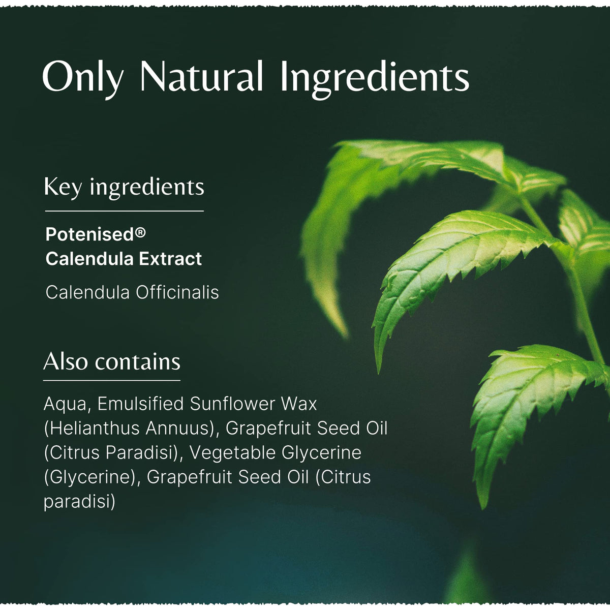 The House of Mistry Mistry's Calendula Cream 50g - Calms & Hydrates, Muti-Purpose Skin Cream for Healing Cuts, Sores and Treating Rough Skin - Additive Free, Vegan,