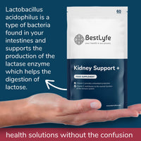 BestLyfe Your Health Is Our Priority BestLyfe Kidney Support+ Supplement | 14 Nutrients & Vitamins | Twin Pack | 120 Capsules | Liver Detox | Kidney Cleanse | Gallbladder and Spleen Support | Healthy Urinary Tract | UK Made