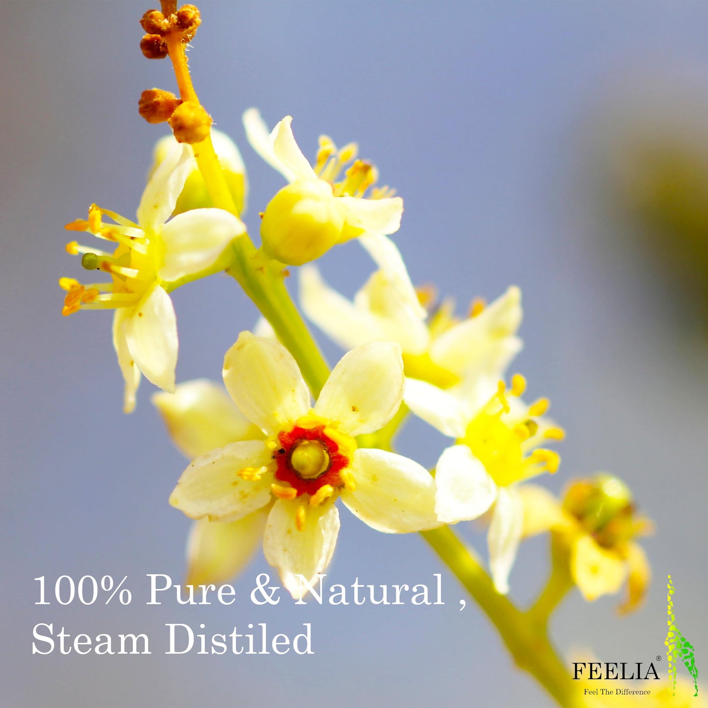 Feelia - Organic Frankincense Hydrosol Water, Steam Distilled, Pure & Natural Toner, Mature, Dry Skin, Toning & Firming, Reduce Dandruff in The Hair (Frankincense)