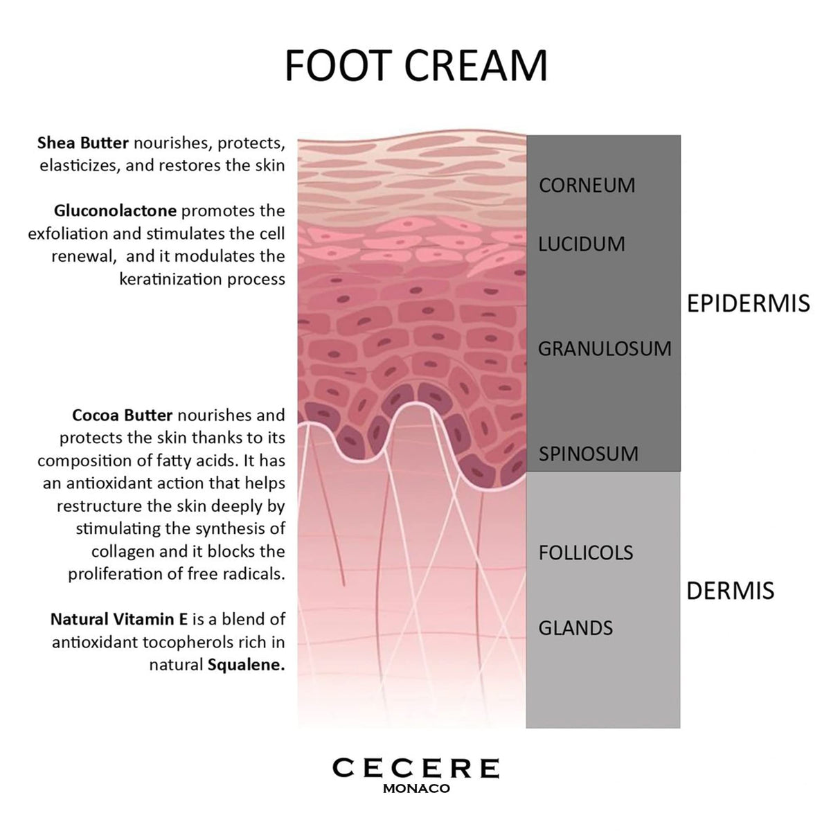 Cecere Laboratories-(75ml/2.5oz) Foot Cream for Cracked Heels and Dry Skin, Shea Butter Foot Cream for Very Dry Feet,Cracked Heel Repair Cream