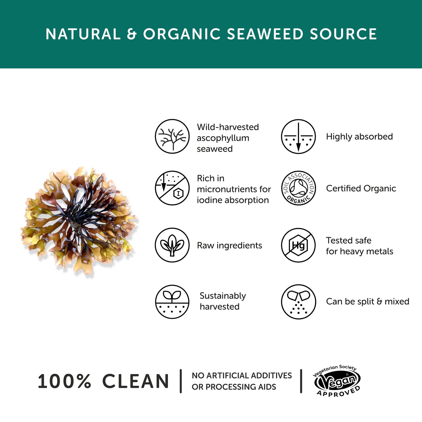 Organic Seaweed Iodine Supplement – Together Health – from Organic Seaweed – Natural Source of Iodine – Vegan Friendly – Made in The UK – Pack of 2-60 Vegecaps