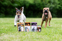 The Golden Paste Co. The Golden Paste Company - Natural Premium Turmeric for Dogs - 90 Capsules - Dog Supplements for Pet Joint Care, Wellness & Digestion - Joint Supplements for Dogs - Advanced Dog Joint Supplements